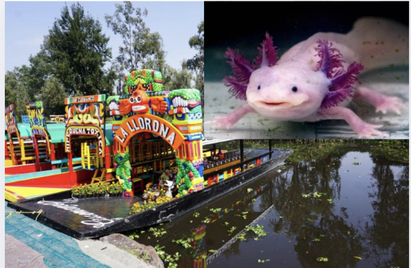Tu cabello podría salvar al ajolote en Xochimilco